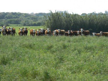 Güzel sığır arazide