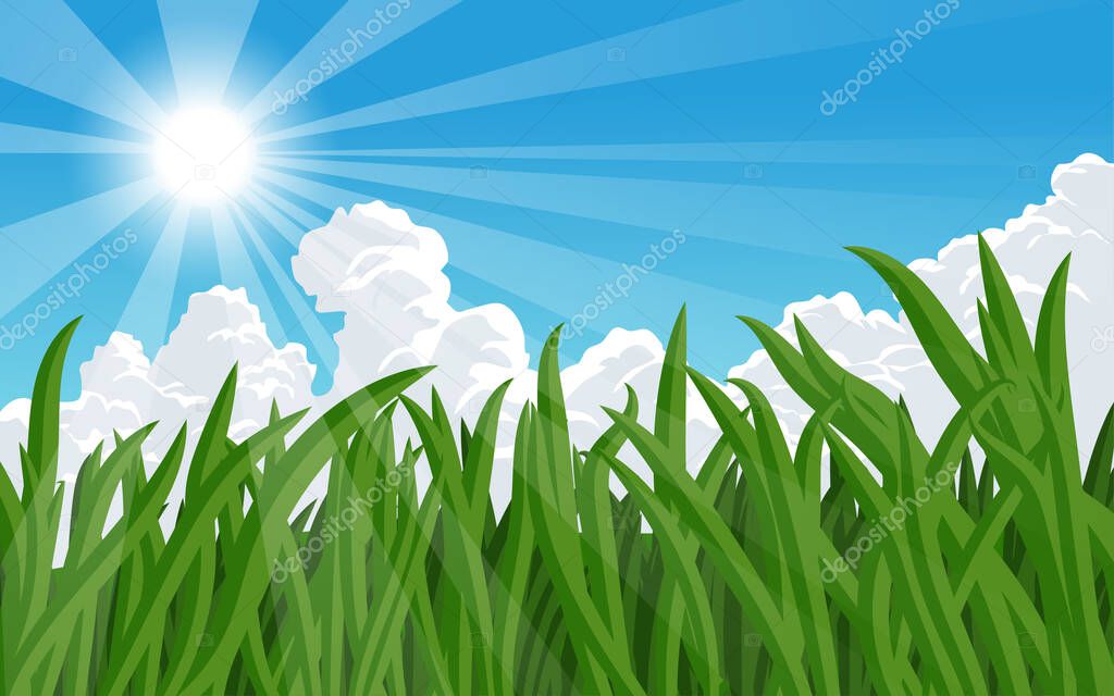 Green grass in sunny day