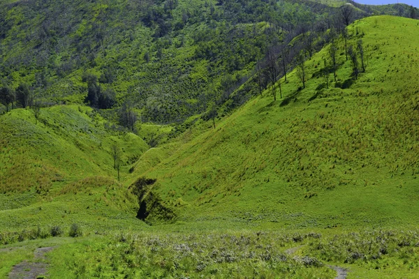 Γραφικό πράσινο γρασίδι με θέα το χωράφι με τα χωράφια πρασίνου — Φωτογραφία Αρχείου