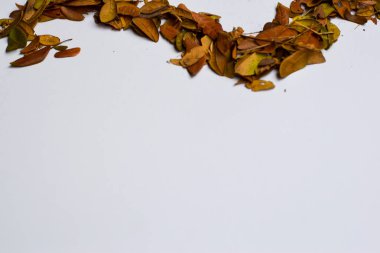 Sonbahar Yaprakları beyaz arka plan üzerinde izole - Tasarım Metin için Yer