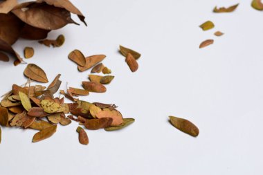 Sonbahar Yaprakları beyaz arka plan üzerinde izole - Tasarım Metin için Yer