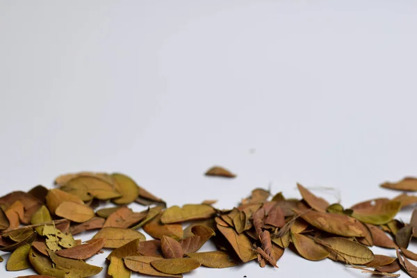 Folhas de outono isoladas em fundo branco - Lugar para o seu texto de design — Fotografia de Stock