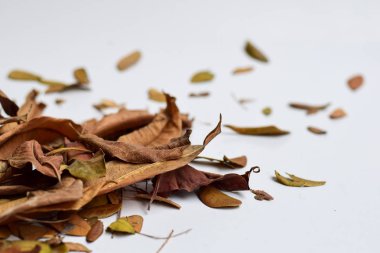 Sonbahar Yaprakları beyaz arka plan üzerinde izole - Tasarım Metin için Yer