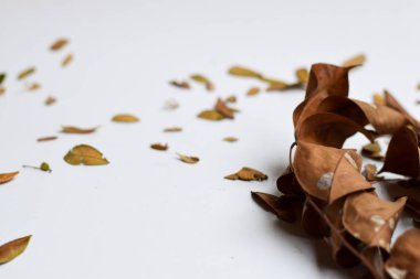 Sonbahar Yaprakları beyaz arka plan üzerinde izole - Tasarım Metin için Yer