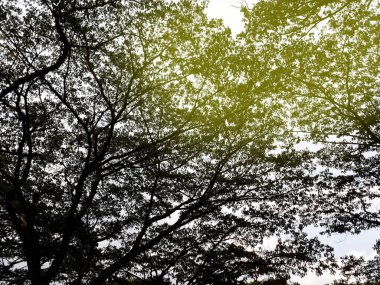 Beyaz arka plan üzerinde izole ışık ile büyük ağaç