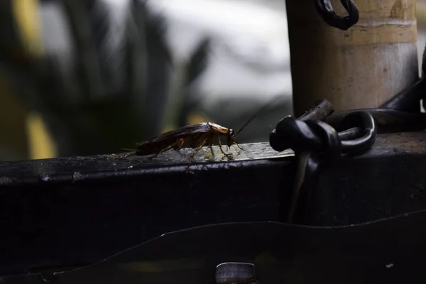 Döende kackerlacka kryper runt stängslet — Stockfoto