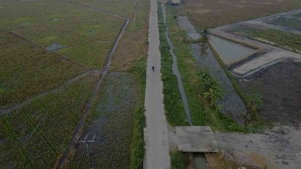 人类旅行者欣赏稻田的景色 亚洲男孩骑自行车 在度假时寻找自然景观 空中视图 — 图库视频影像