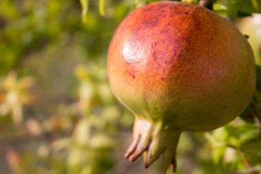 Nar, bir meyve yararlı özellikleri ile