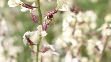 Arılar ve roka Eruca vesicaria çiçek