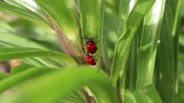 Criocera Del Lirio Lilioceris Lilii Enamorada — Vídeo de stock