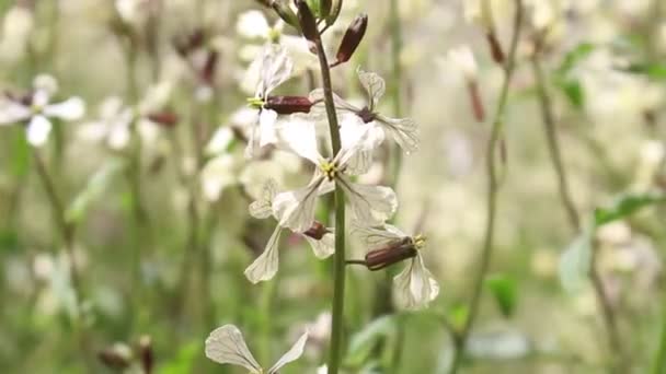 꿀벌과 꽃에서 Arugula Eruca Vesicaria — 비디오