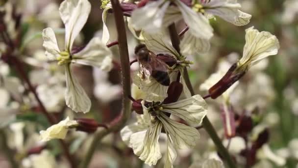 Bijen Rucola Eruca Vesicaria Bloei — Stockvideo