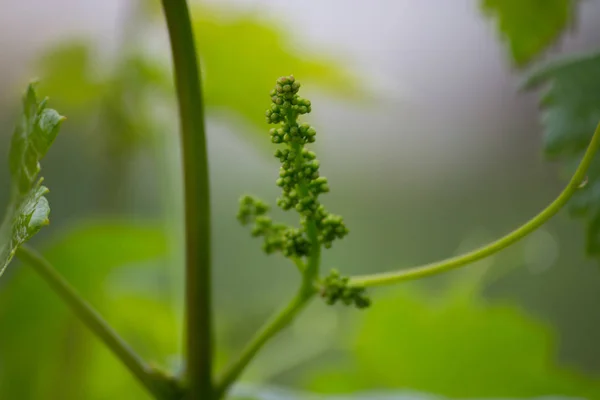 在春天生长的葡萄串 — 图库照片