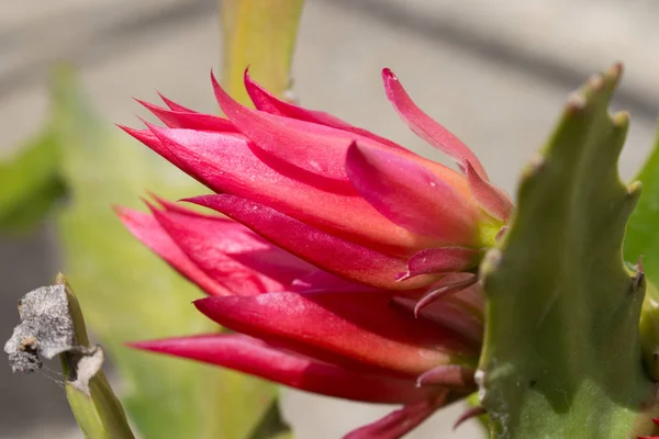 Vánoční Kaktus Druh Rostlin Původem Brazílie Nazývaný Botanicky Schlumbergera Patřící — Stock fotografie