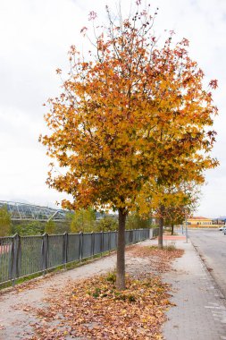 Akçaağaç Benevento uzun nehri üzerinde sonbahar renkleri ile