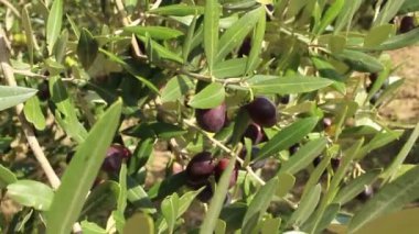Eylül, Güneş ve rüzgar tarafından okşadı olgunlaşma zeytin