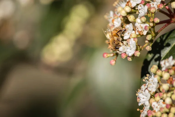 Pollination, the great work of the bees, they visit the flowers