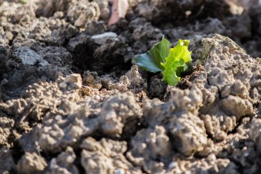 organik tarım, marul, hindiba ve salata bitkileri doğal olarak yetişir.