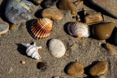 Deniz kabuklarının kalıntıları kıyı şeridinde bir yaz sabahında