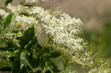 Mürver çiçeği, beyaz çiçekler ve kasten bulanık yeşil arka plan