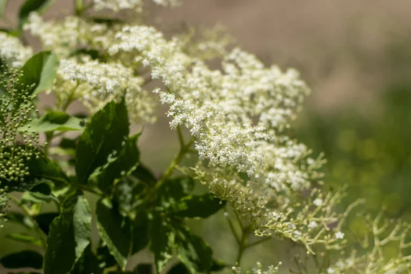 Mürver çiçeği, beyaz çiçekler ve kasten bulanık yeşil arka plan