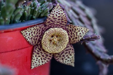 Stapelia 'nın çiçeği, düşük büyüyen, omurgasız, kök sulu bitkiler, ağırlıklı olarak Güney Afrika' dan