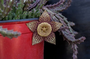 Stapelia 'nın çiçeği, düşük büyüyen, omurgasız, kök sulu bitkiler, ağırlıklı olarak Güney Afrika' dan