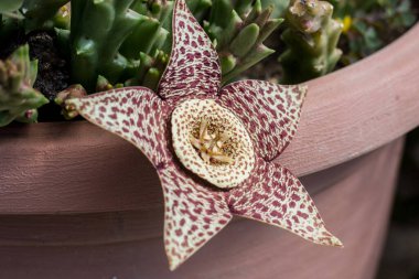 Stapelia 'nın çiçeği, düşük büyüyen, omurgasız, kök sulu bitkiler, ağırlıklı olarak Güney Afrika' dan