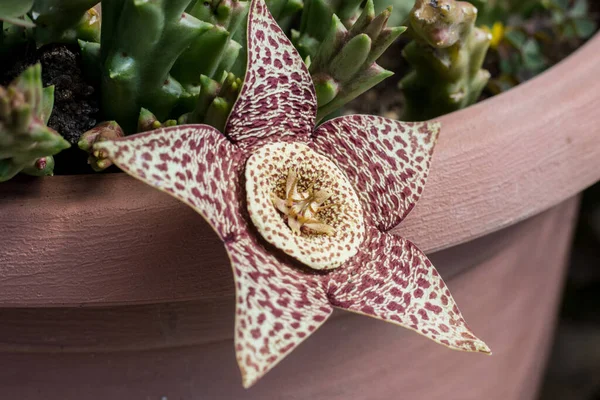 Stapelia 'nın çiçeği, düşük büyüyen, omurgasız, kök sulu bitkiler, ağırlıklı olarak Güney Afrika' dan