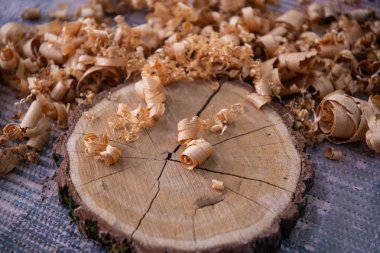 Ahşap doğal ağaç kabuğu ve talaşı ile. Doğal ahşap diskini kapatın. Ahşap güdük ayrıntıları.