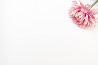 Minimal tarz düz beyaz arka plan üzerinde pembe çiçek yatırın. Üstten görünüm üzerinde beyaz izole kadar alay.