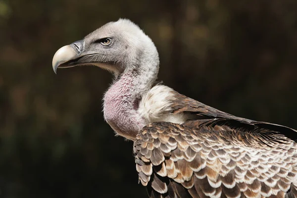 Griffon Vulture profile with dark background