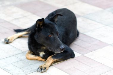 köpek onun önünde görünüyor