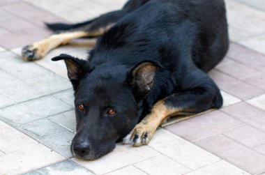 belgili tanımlık köpek lies üstünde yer ve sad