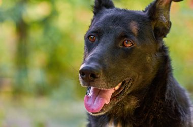 köpek onun önünde görünüyor