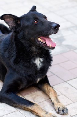 köpek onun önünde görünüyor