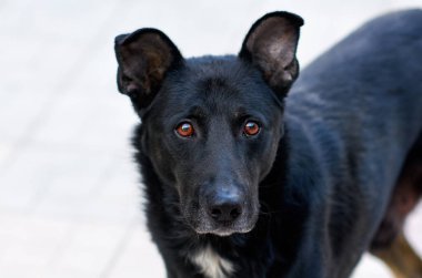 köpek onun önünde sürpriz görünüyor