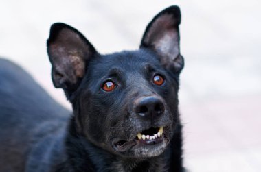 köpek sahibinin el izler