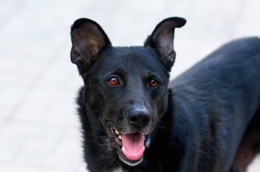 köpek sahibi görünüyor