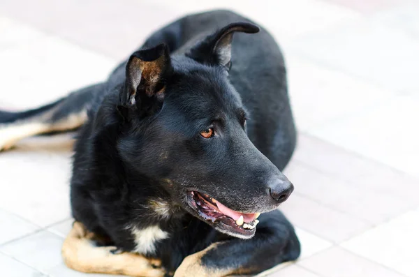 Köpek Onun Önünde Görünüyor — Stok fotoğraf