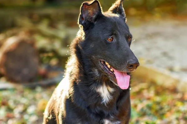 Cane Seduto Dietro Lei Sole Splende — Foto Stock