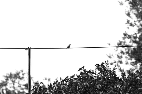 참새는 와이어에 — 스톡 사진