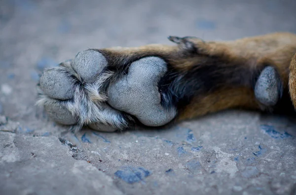 Dog Paw Bunches Claws — Stock Photo, Image