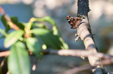 güzel kelebek Vanessa Atalanta