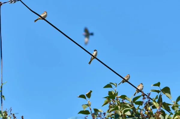 참새는 와이어에 — 스톡 사진