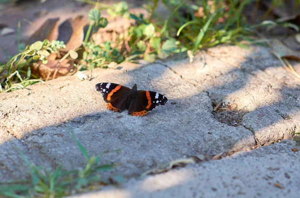 Beautiful Butterfly Vanessa Atalanta — Stock Photo, Image