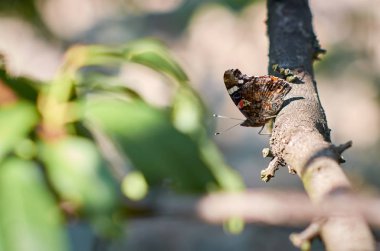 güzel kelebek Amiral güzel kanatlı