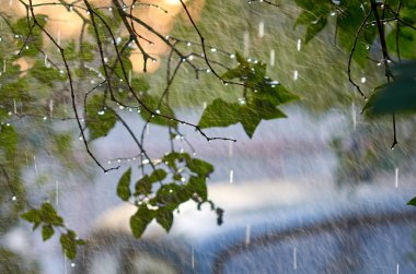 yağmur damlaları ağacının dalları üzerinde