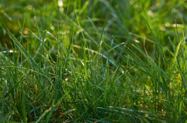 Çiyli yeşil çimen