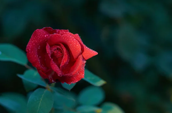 Красная Роза Каплями Росы — стоковое фото